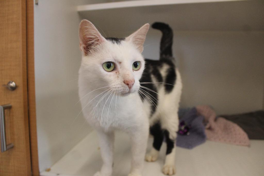 Enlarge Cornelia Kernelton, a Adoptable Domestic Short Hair in Chestertown, MD image 1/3