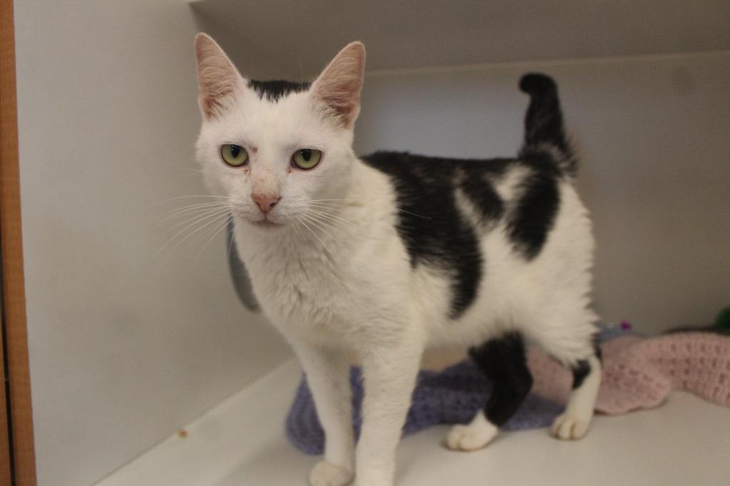 Enlarge Cornelia Kernelton, a Adoptable Domestic Short Hair in Chestertown, MD image 2/3