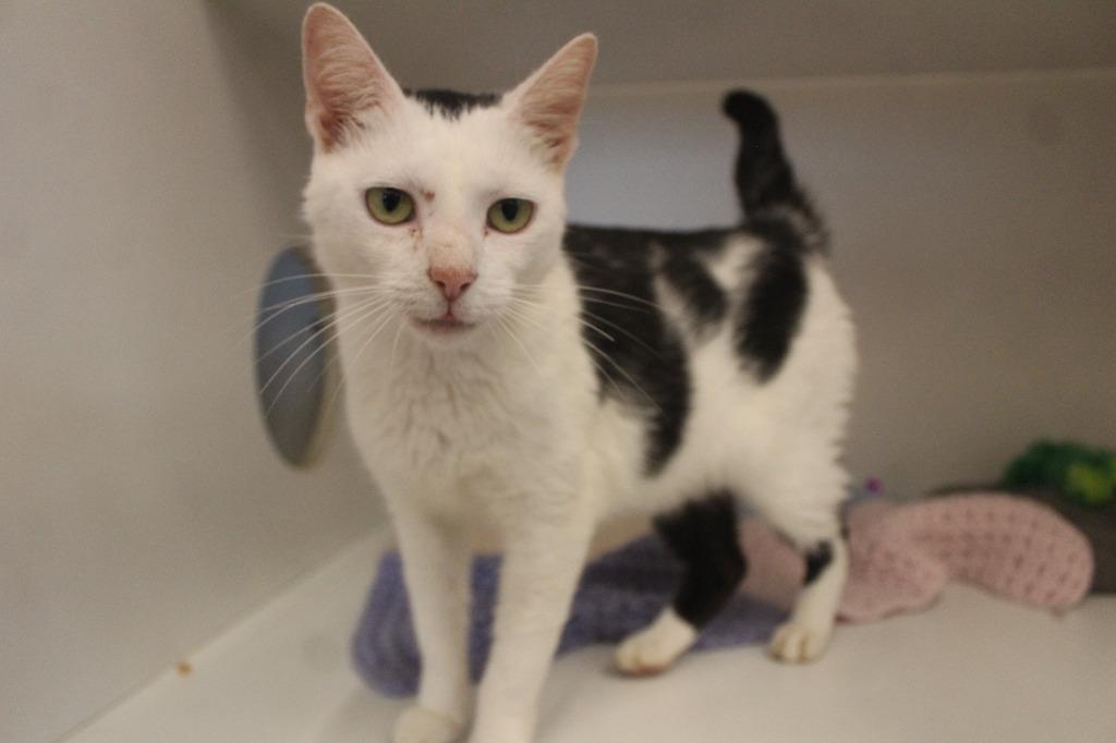 Enlarge Cornelia Kernelton, a Adoptable Domestic Short Hair in Chestertown, MD image 3/3