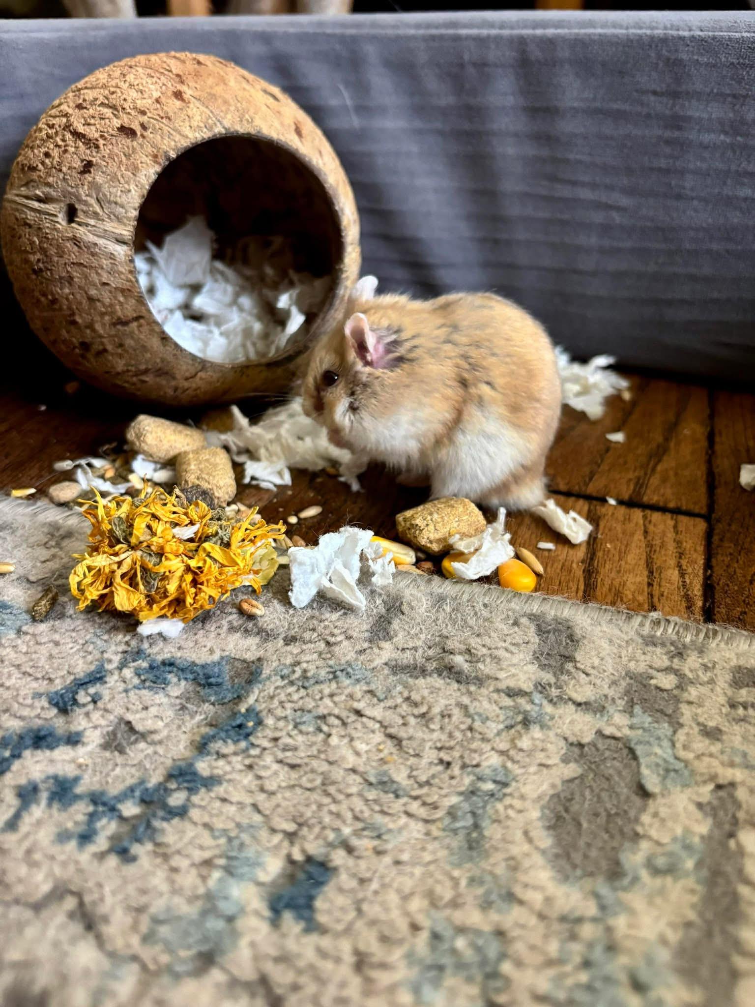 Enlarge Wilson, a ADOPTABLE mixed breed in Eugene, OR image 2/4