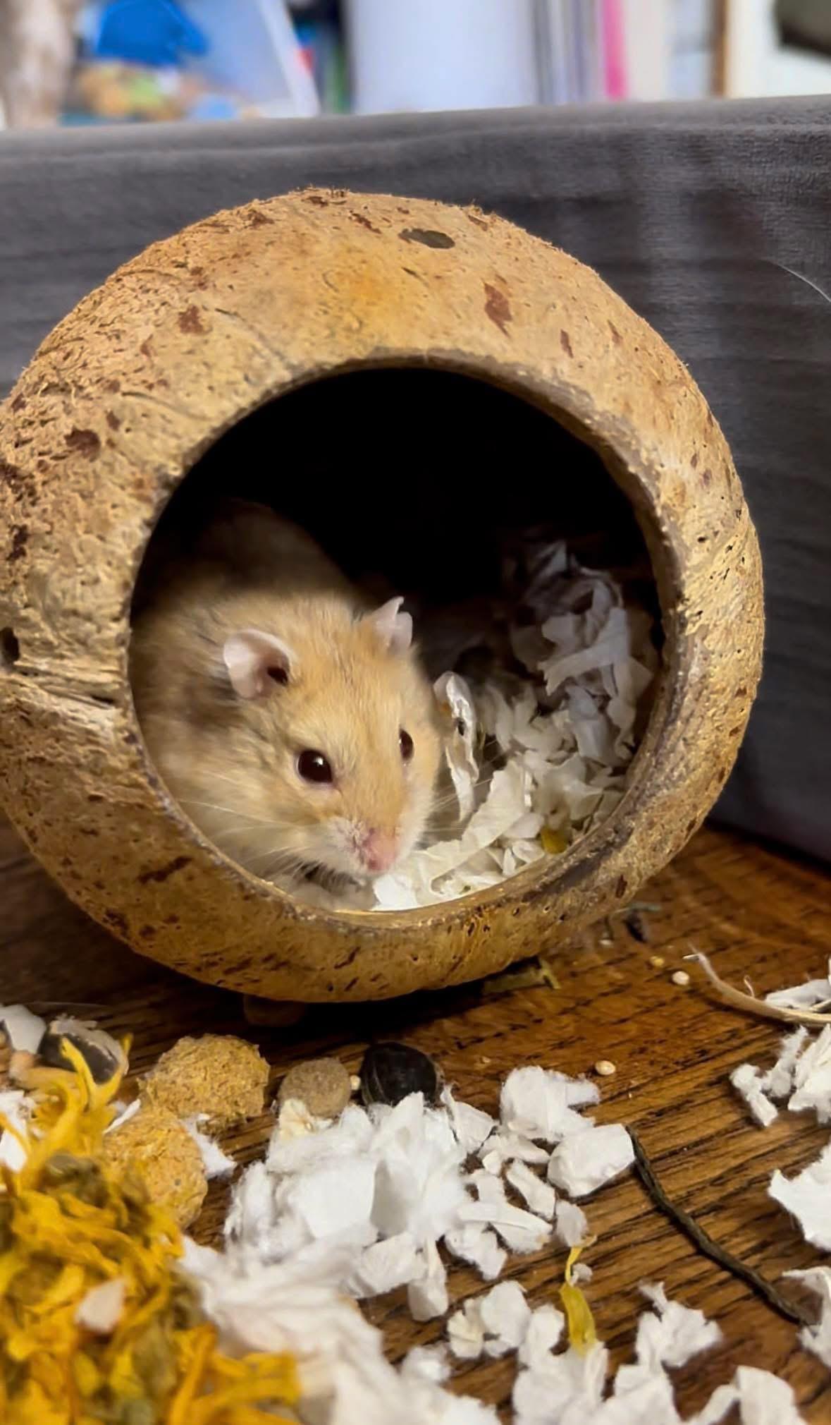 Enlarge Wilson, a ADOPTABLE mixed breed in Eugene, OR image 4/4