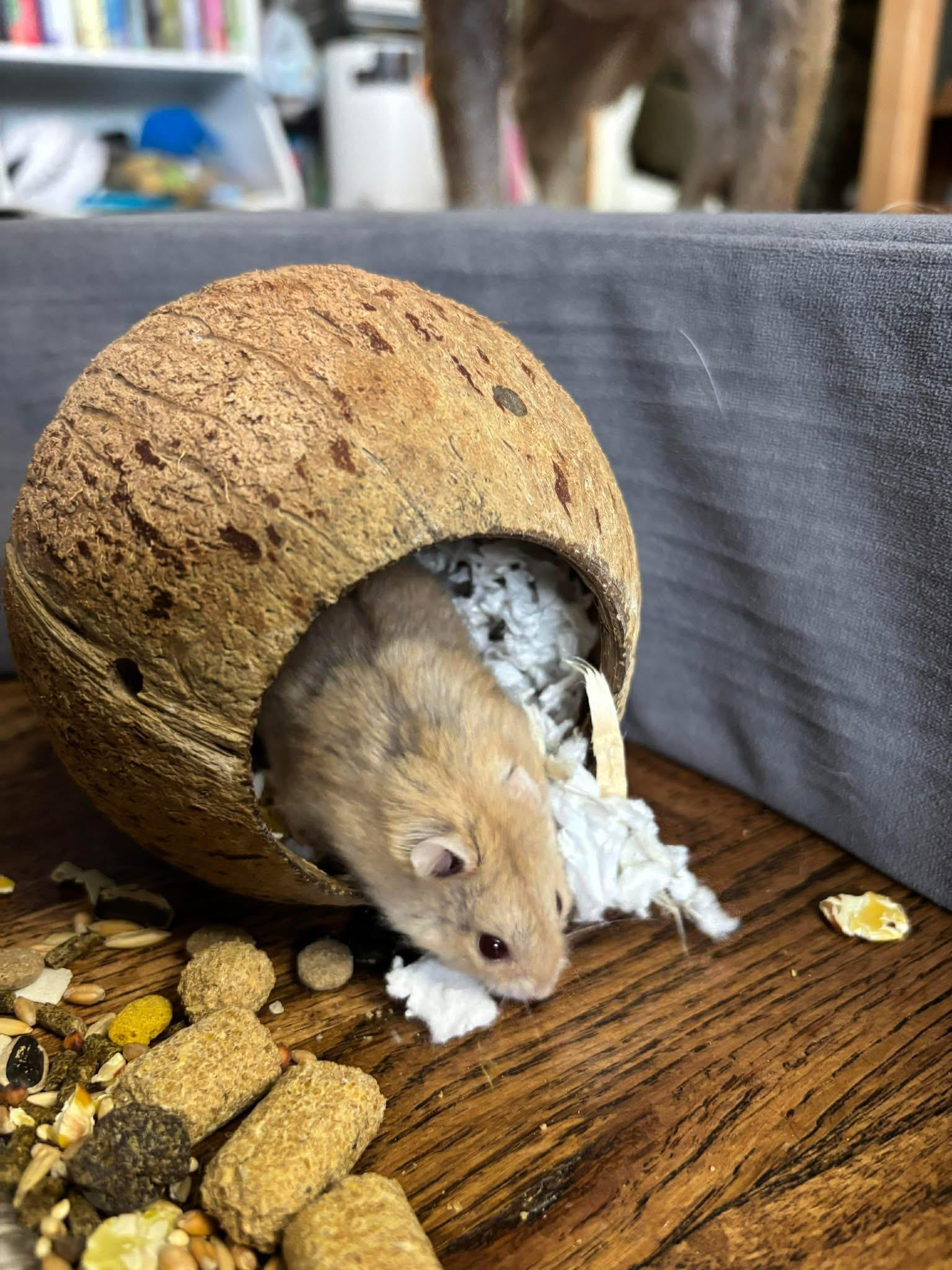Wilson, ADOPTABLE, Young Male Dwarf Hamster & Hamster.