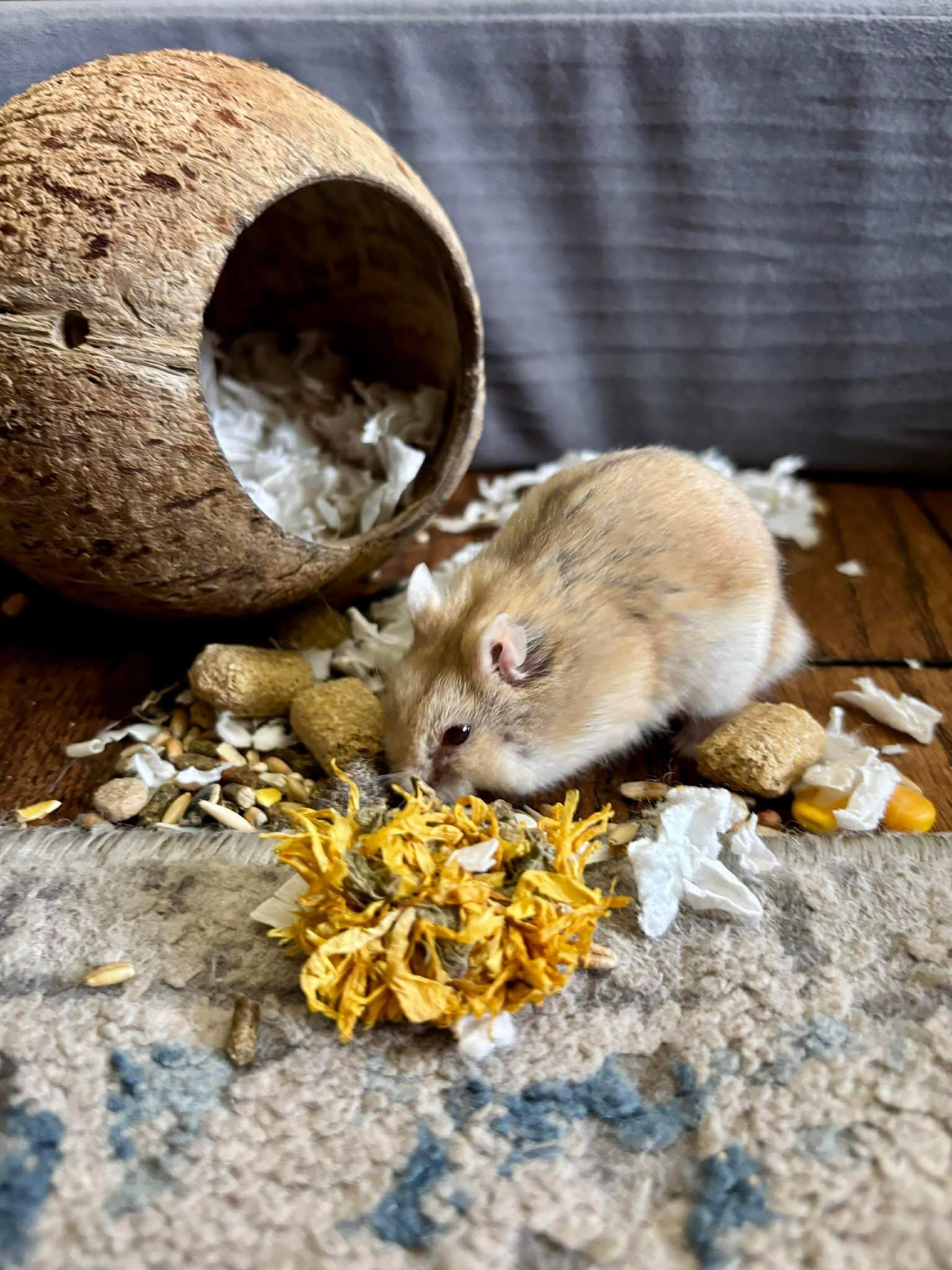 Enlarge Wilson, a ADOPTABLE mixed breed in Eugene, OR image 3/4