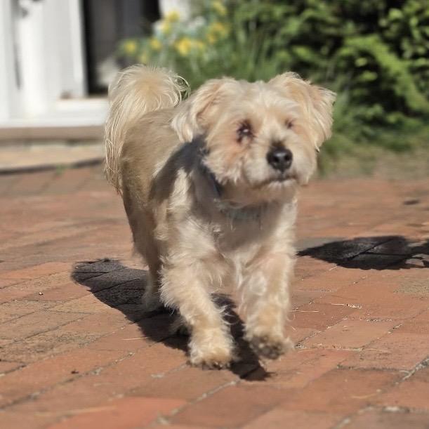 Enlarge REEVIE, a Adoptable Maltese in Berlin, NJ image 2/5