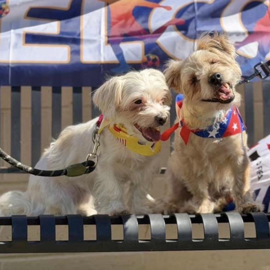 Enlarge REEVIE, a Adoptable Maltese in Berlin, NJ image 5/5