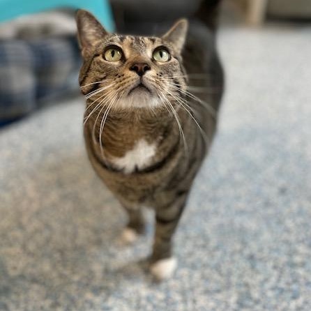 Gravy, ADOPTABLE, Adult Female Domestic Short Hair.