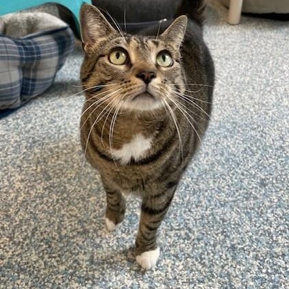 Gravy, a ADOPTABLE Domestic Short Hair in Stafford, VA image 2/3