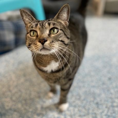 Gravy, a ADOPTABLE Domestic Short Hair in Stafford, VA image 3/3