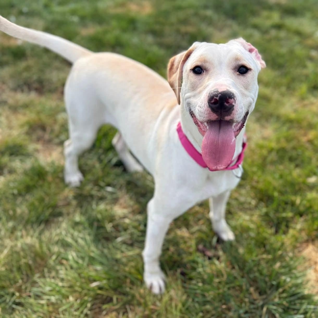 Enlarge Vivienne, a Adoptable mixed breed in Springfield, MO image 6/6