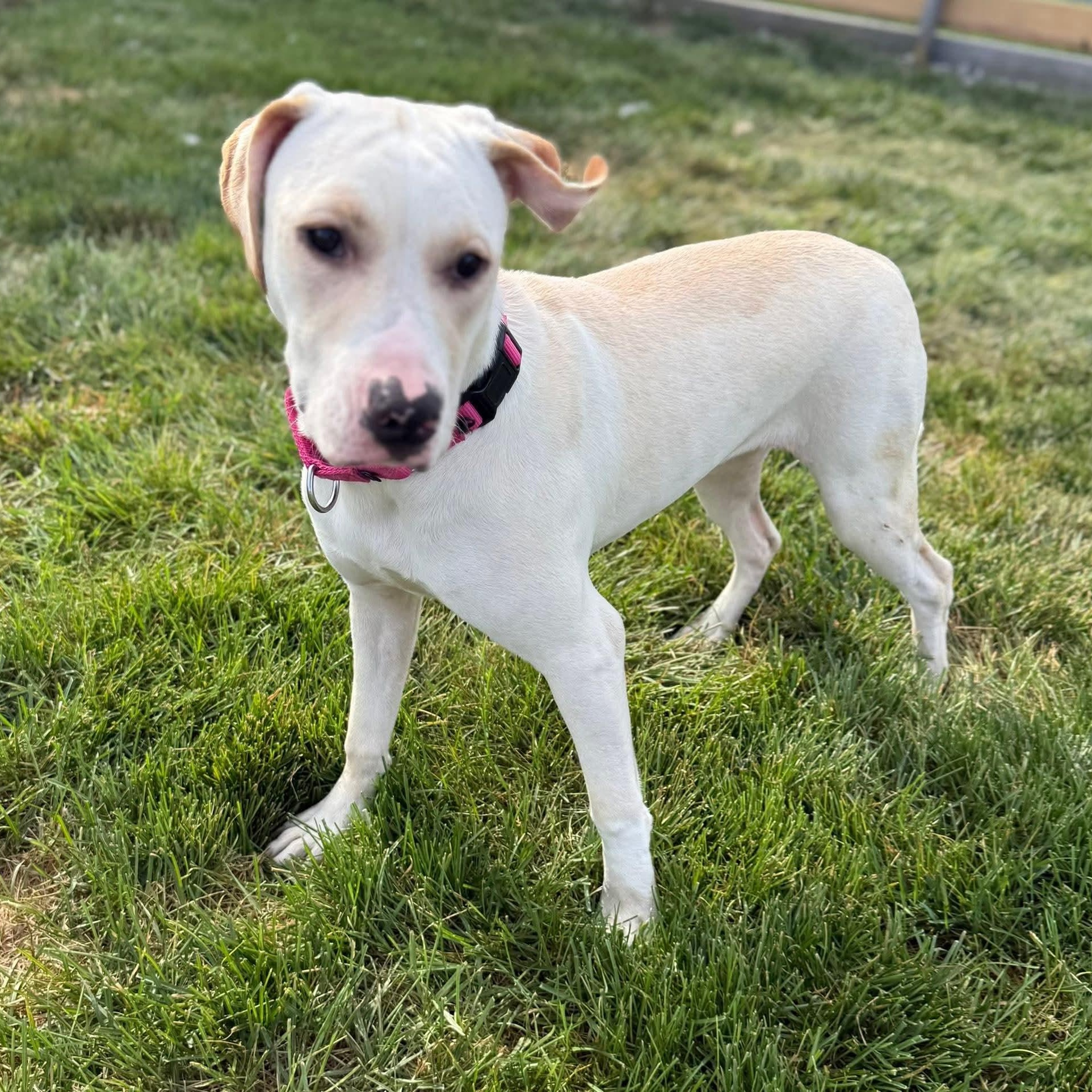 Enlarge Vivienne, a Adoptable mixed breed in Springfield, MO image 5/6