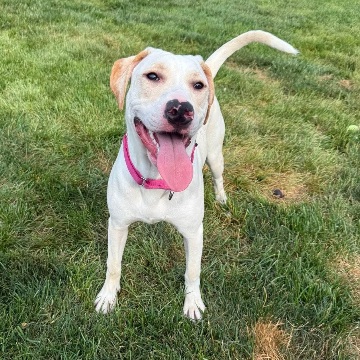 Enlarge Vivienne, a Adoptable mixed breed in Springfield, MO image 2/6