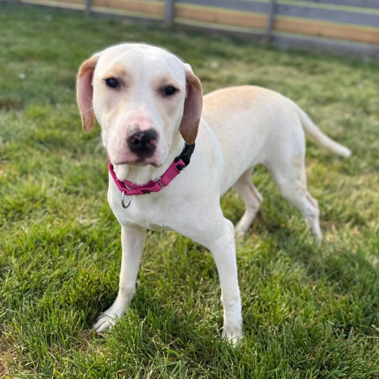 Enlarge Vivienne, a Adoptable mixed breed in Springfield, MO image 3/6