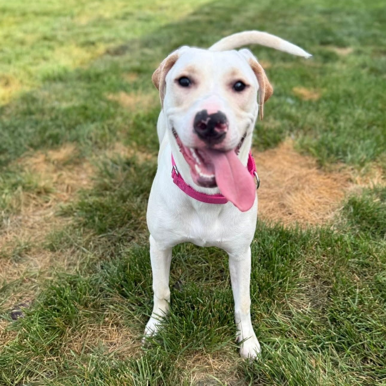 Enlarge Vivienne, a Adoptable mixed breed in Springfield, MO image 4/6