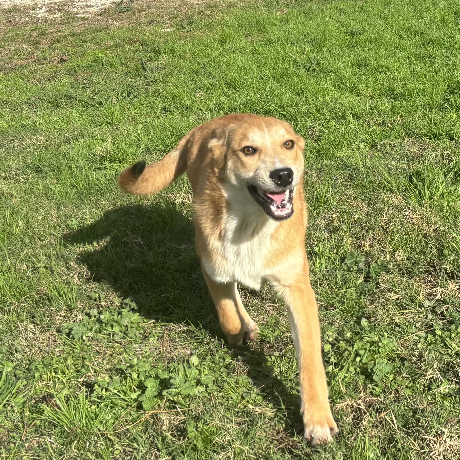 Knox, Adoptable, Young Male German Shepherd Dog.