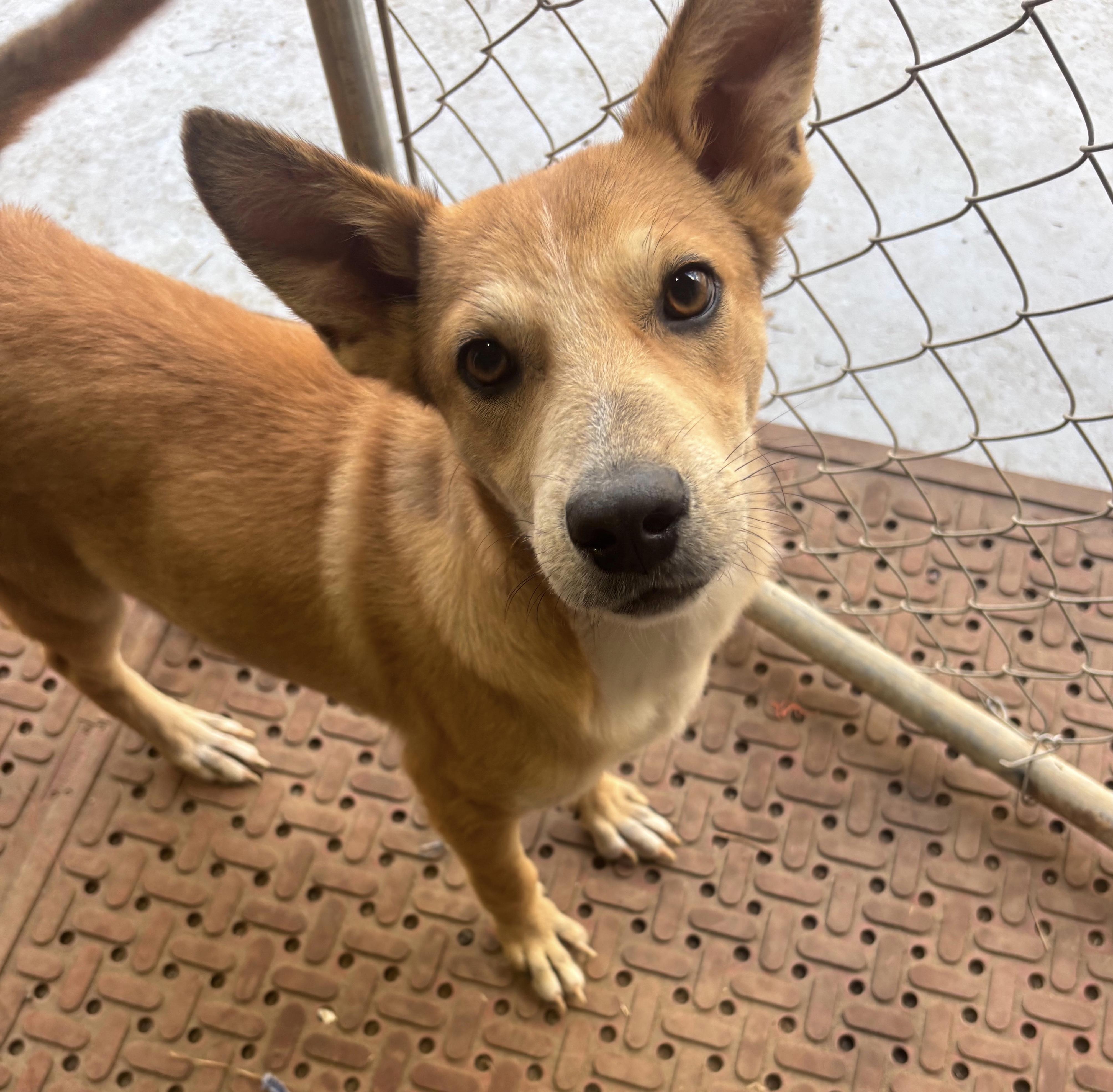 Knox, a Adoptable mixed breed in Coldspring, TX image 2/4