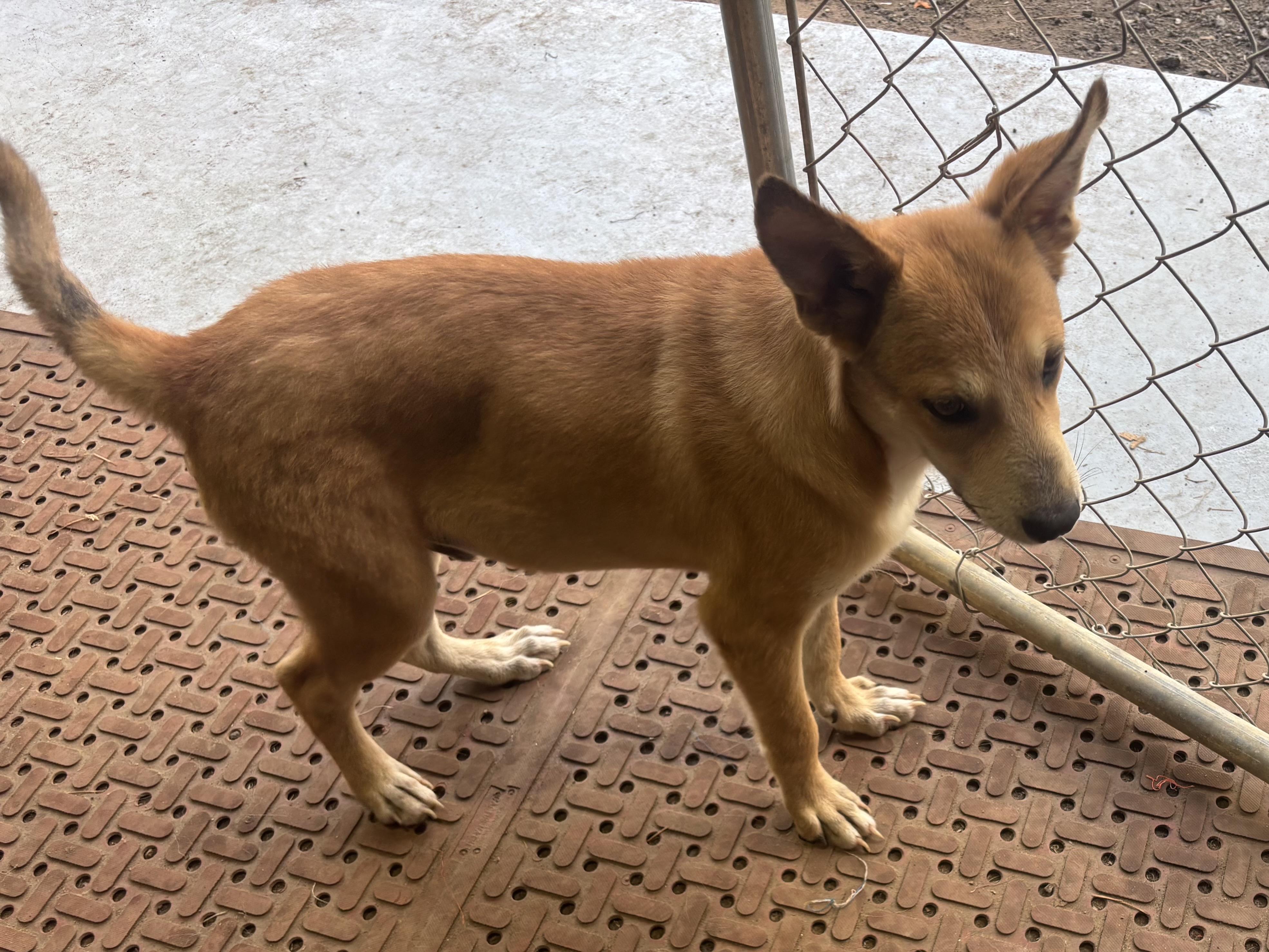 Knox, a Adoptable mixed breed in Coldspring, TX image 3/4