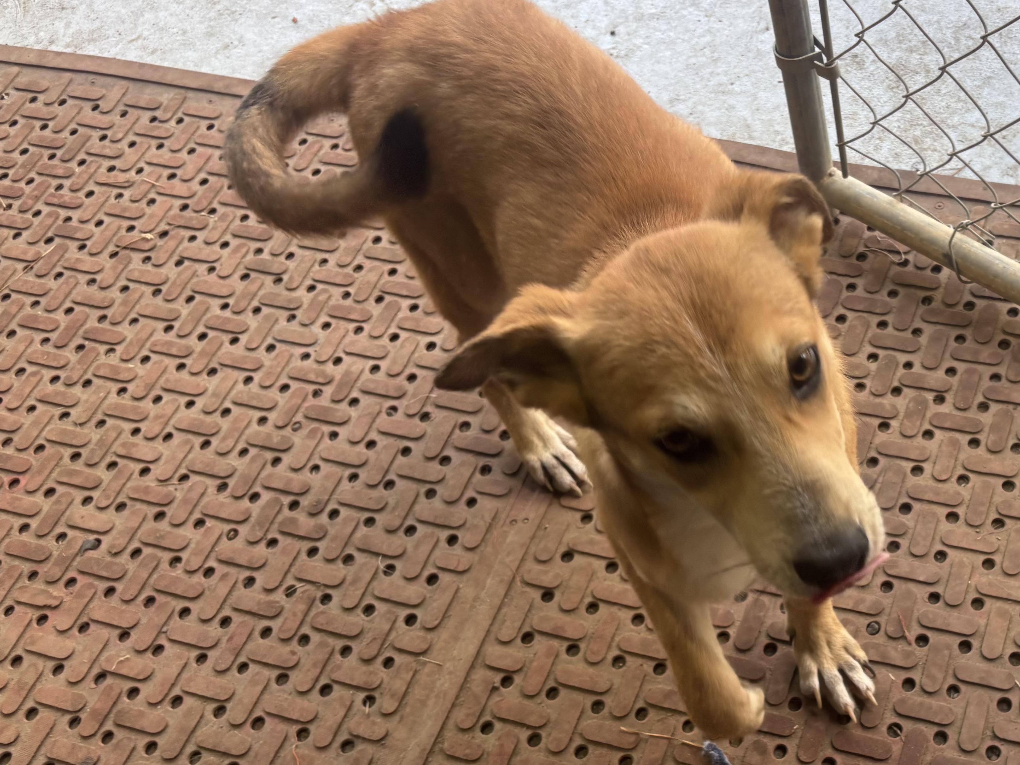 Knox, a Adoptable mixed breed in Coldspring, TX image 4/4
