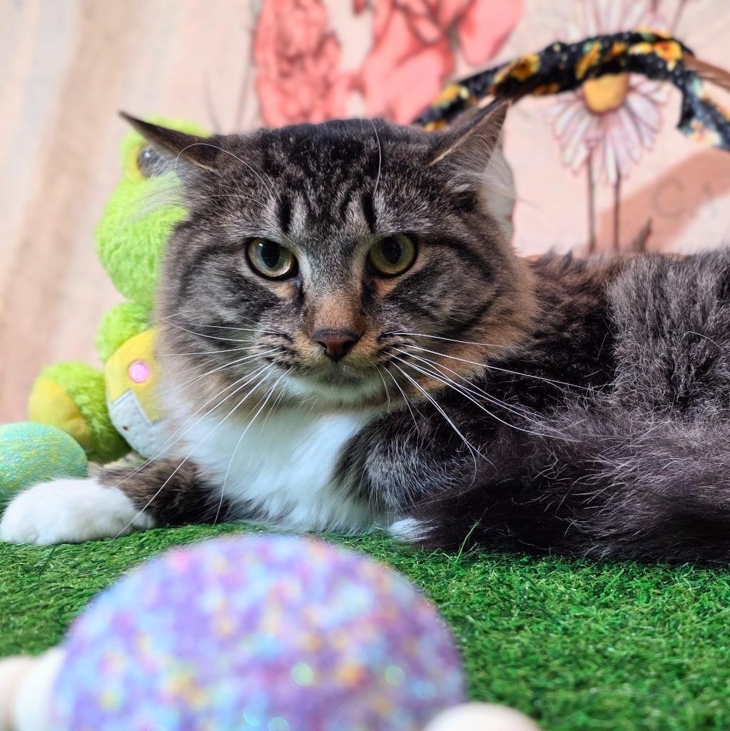 Enlarge River, a Adoptable mixed breed in New Manchester, WV image 1/4