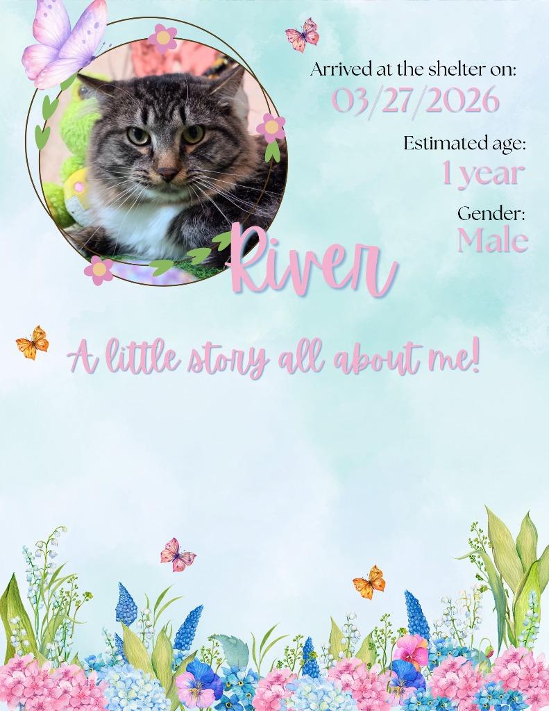 Enlarge River, a Adoptable mixed breed in New Manchester, WV image 3/4