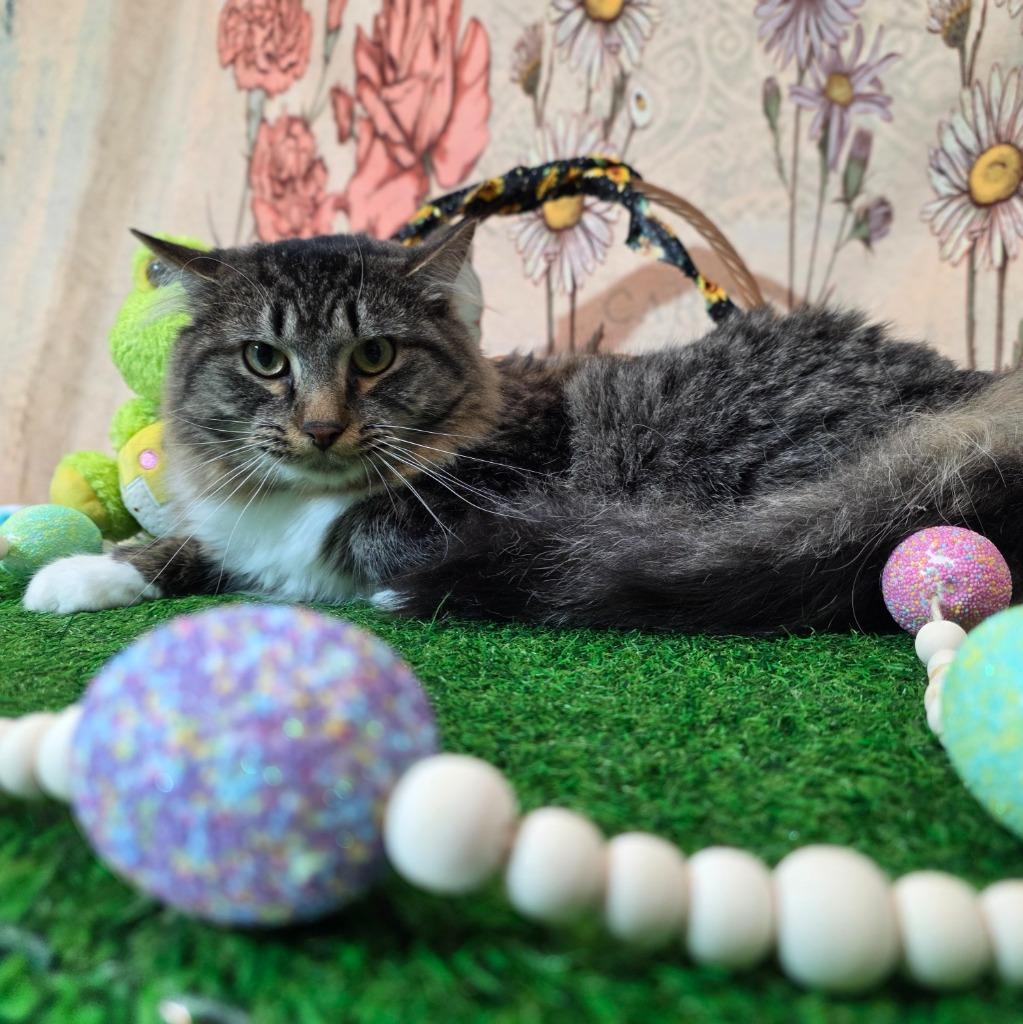 Enlarge River, a Adoptable mixed breed in New Manchester, WV image 4/4