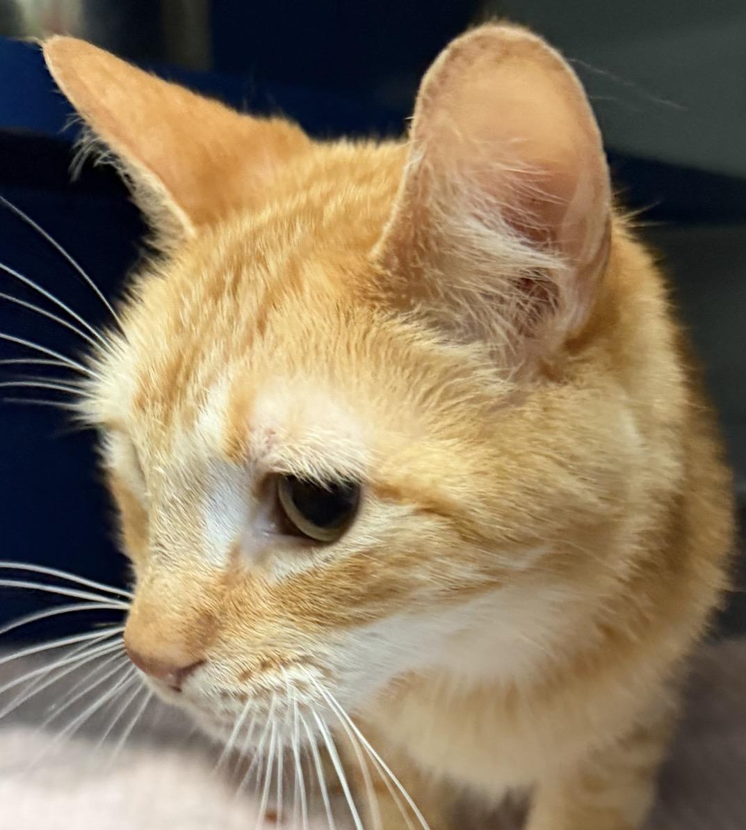 Harold, adopted, Adult Male Domestic Short Hair.