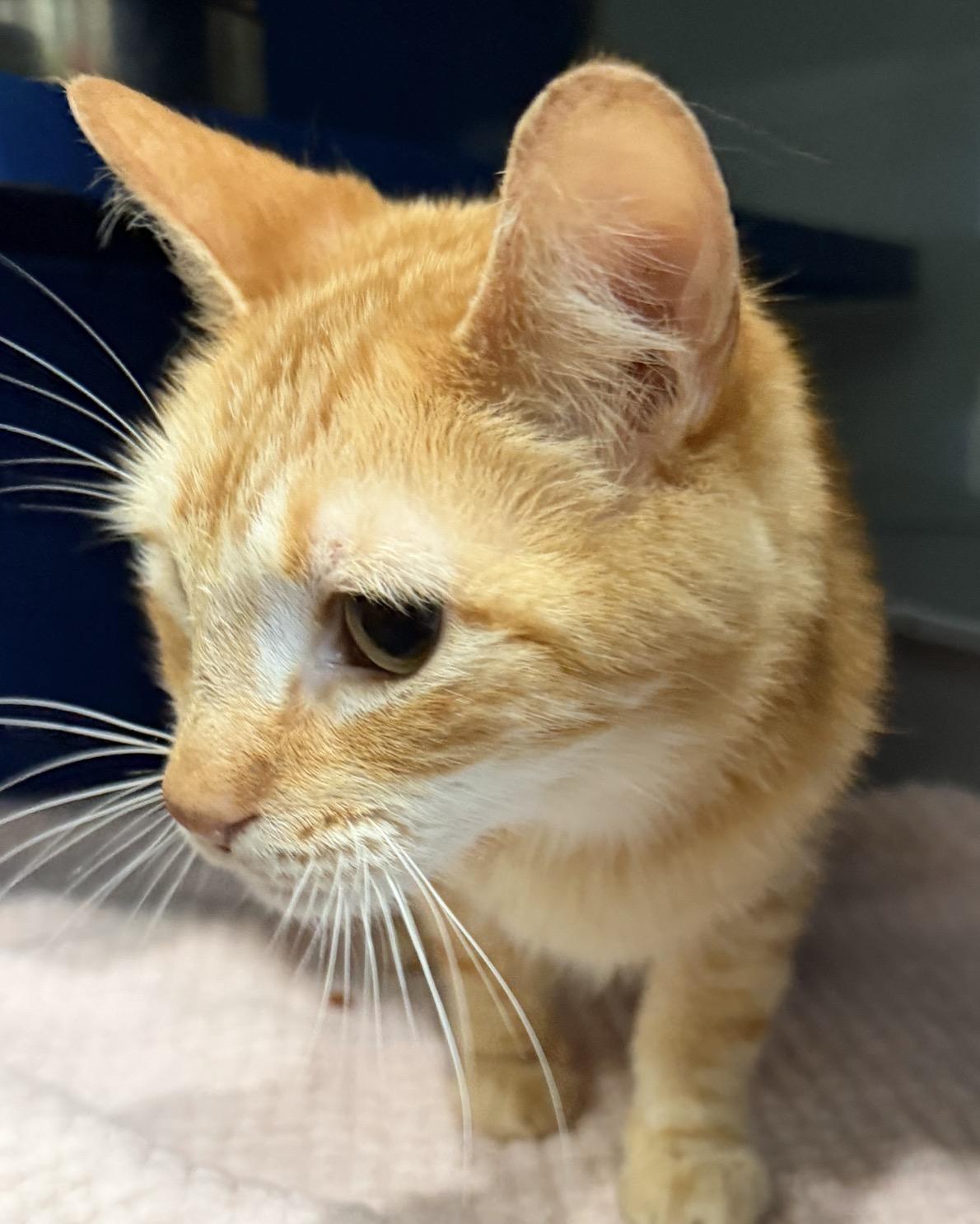 Enlarge Harold, an adopted Domestic Short Hair in Sault Sainte Marie, MI image 2/2