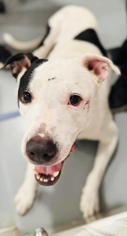 Brock, Adoptable, Adult Male Australian Cattle Dog / Blue Heeler.