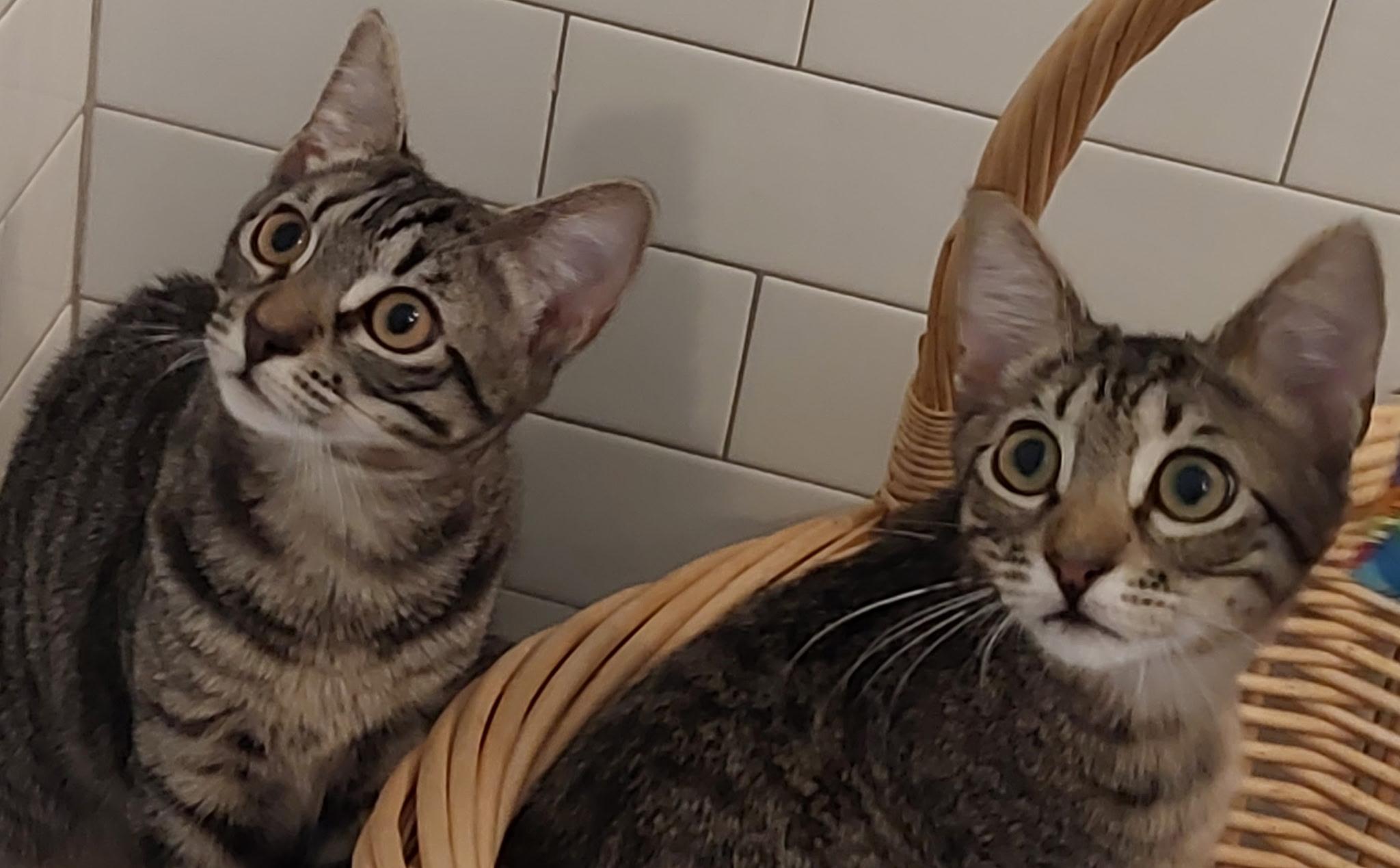Enlarge Jake and Lexi, a Adoptable Domestic Short Hair in Norwalk, CT image 3/3
