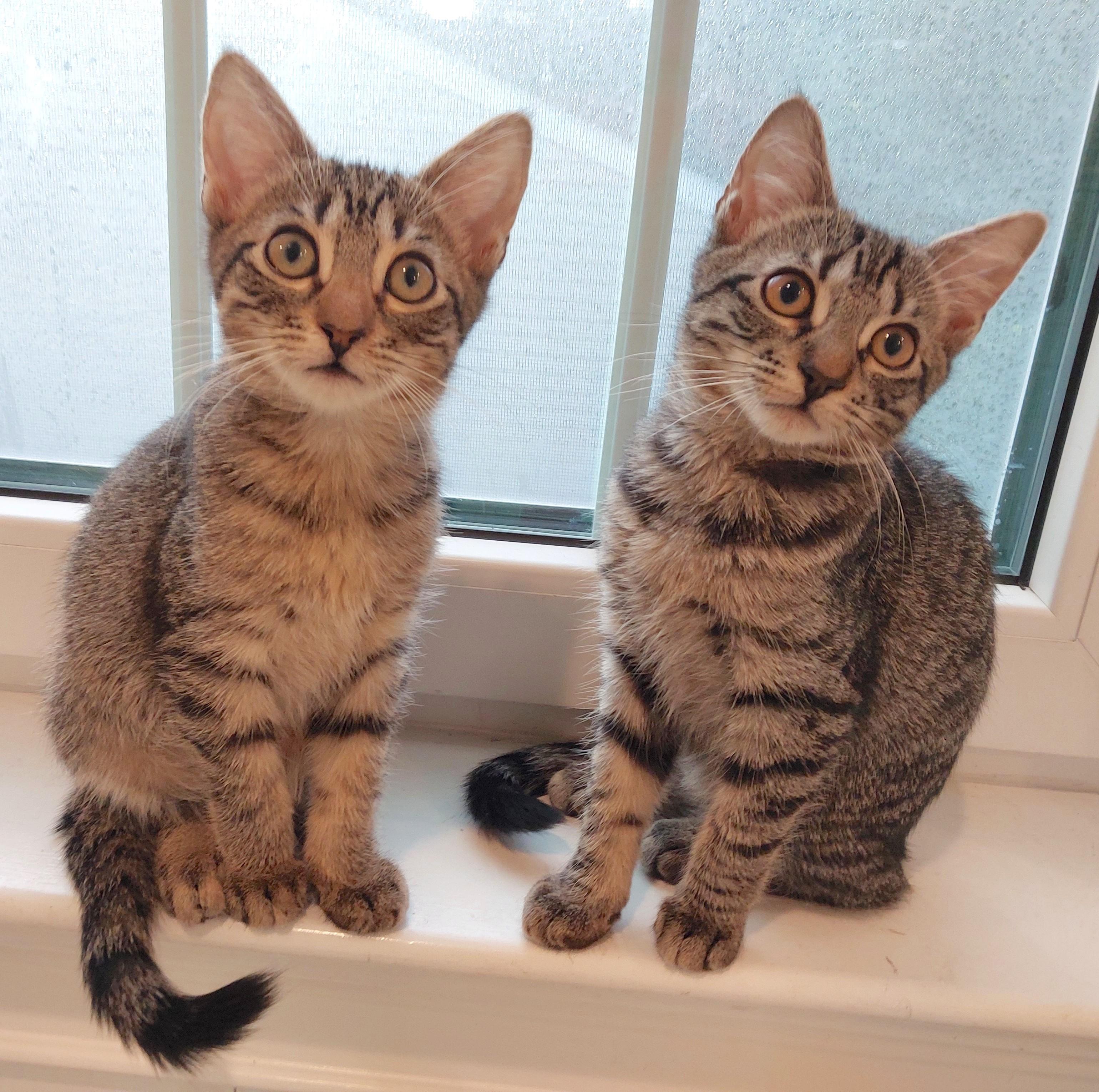 Enlarge Jake and Lexi, a Adoptable Domestic Short Hair in Norwalk, CT image 1/3