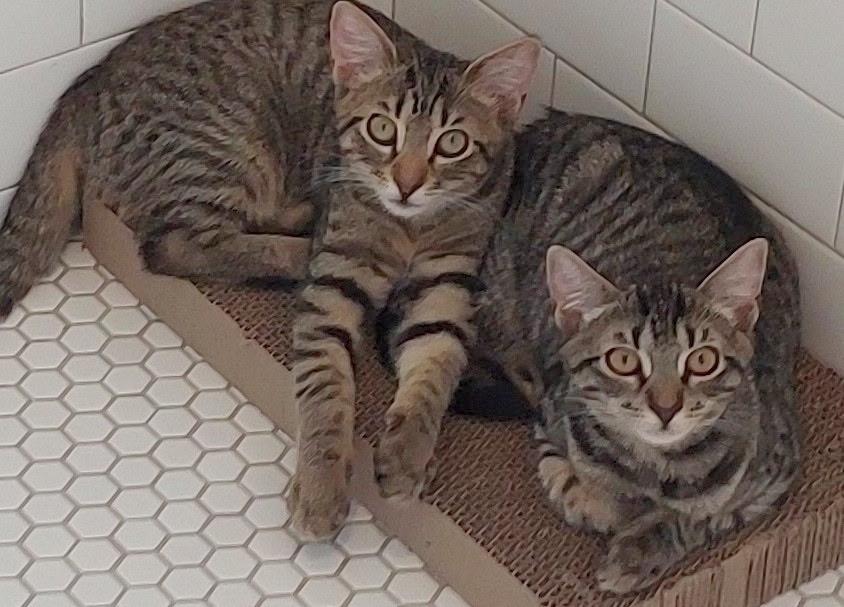 Enlarge Jake and Lexi, a Adoptable Domestic Short Hair in Norwalk, CT image 2/3