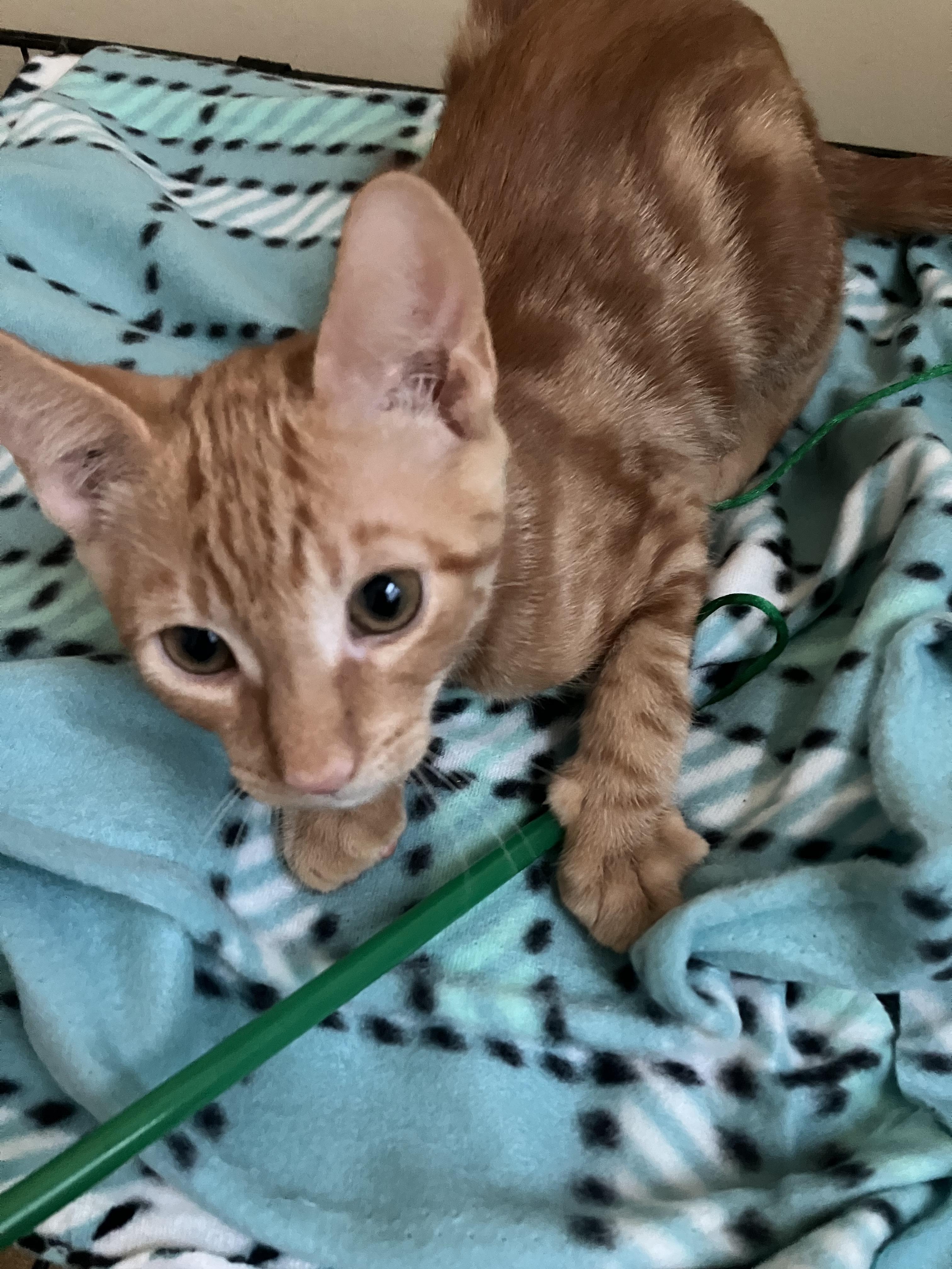 Cheddar, Adoptable, Kitten Male Domestic Short Hair.