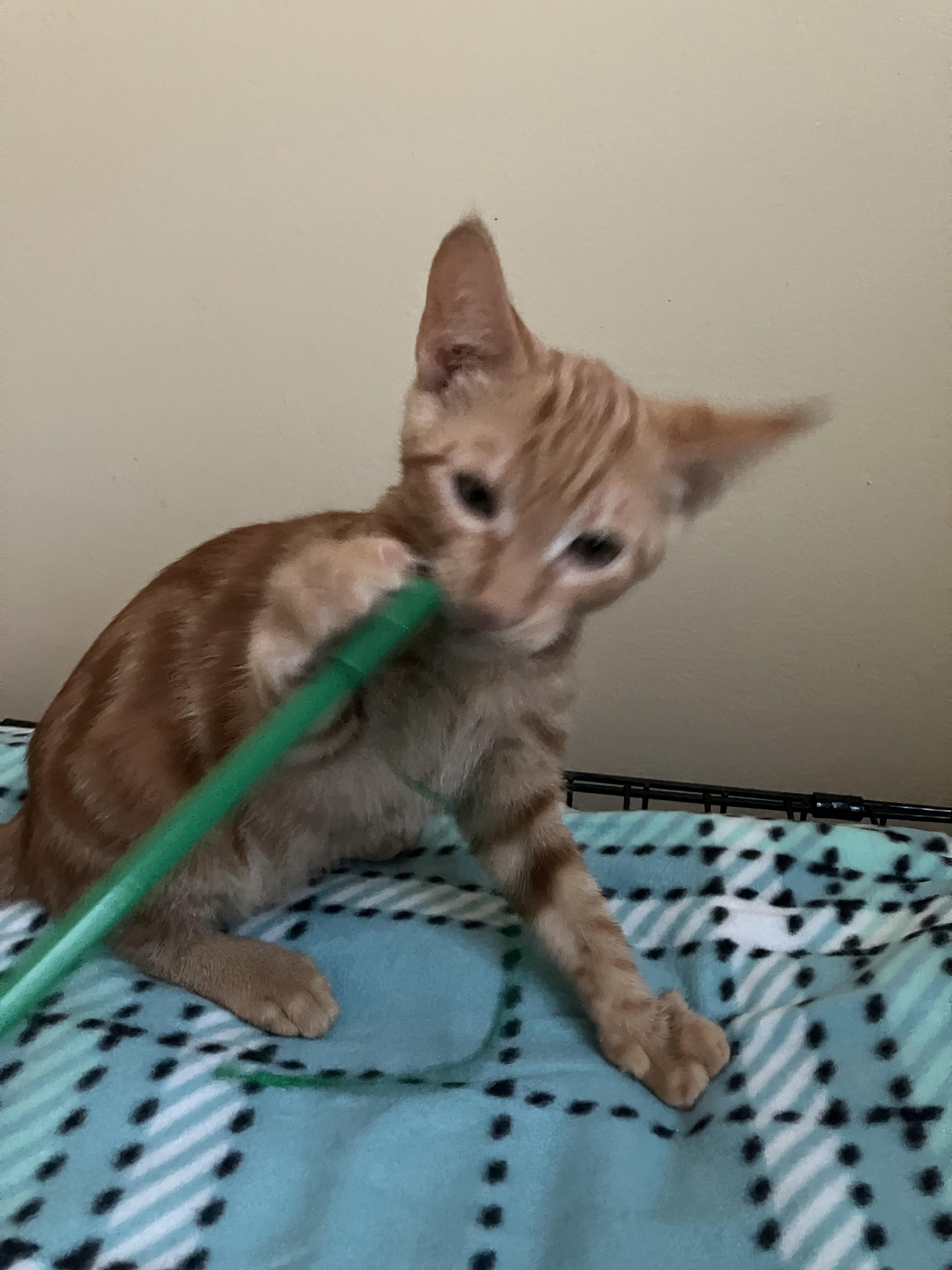 Enlarge Cheddar, a Adoptable mixed breed in Woburn, MA image 2/2