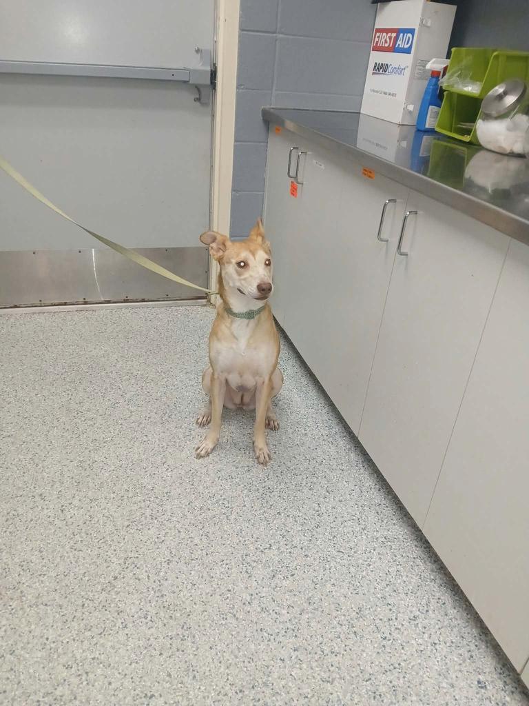 Hazel, Adopted, Adult Female Australian Shepherd & Husky.