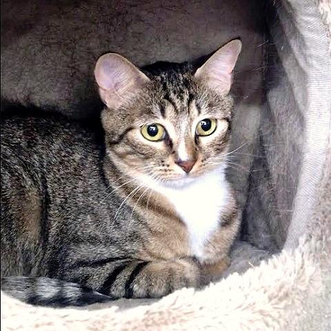 Winter, ADOPTABLE, Adult Female Tabby.