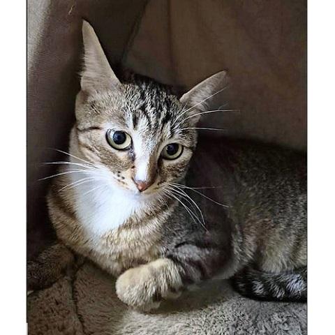 Winter, a ADOPTABLE Tabby in Salt Lake City, UT image 2/2