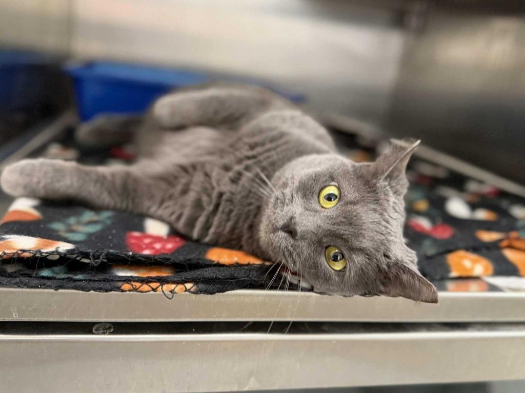 Tonka Jaharri, Adoptable, Young Female Domestic Short Hair.