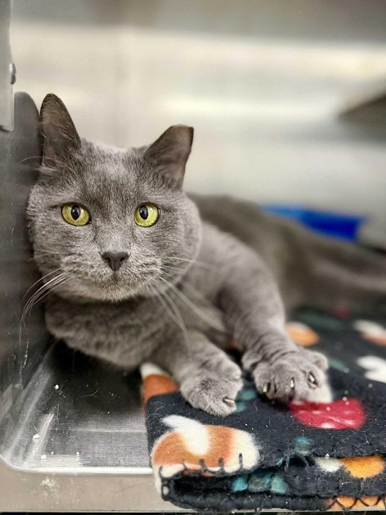 Enlarge Tonka Jaharri, a Adoptable mixed breed in New Kensington, PA image 2/6