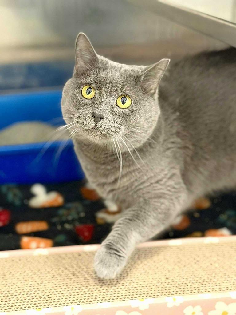 Enlarge Tonka Jaharri, a Adoptable mixed breed in New Kensington, PA image 3/6