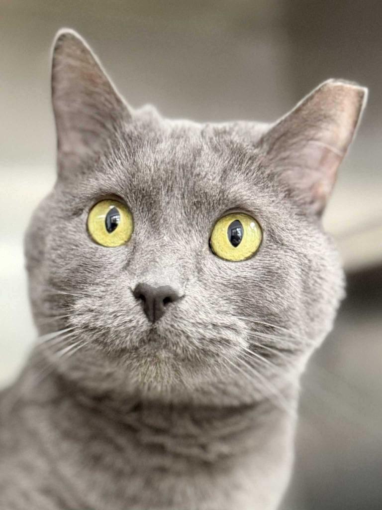 Enlarge Tonka Jaharri, a Adoptable mixed breed in New Kensington, PA image 4/6