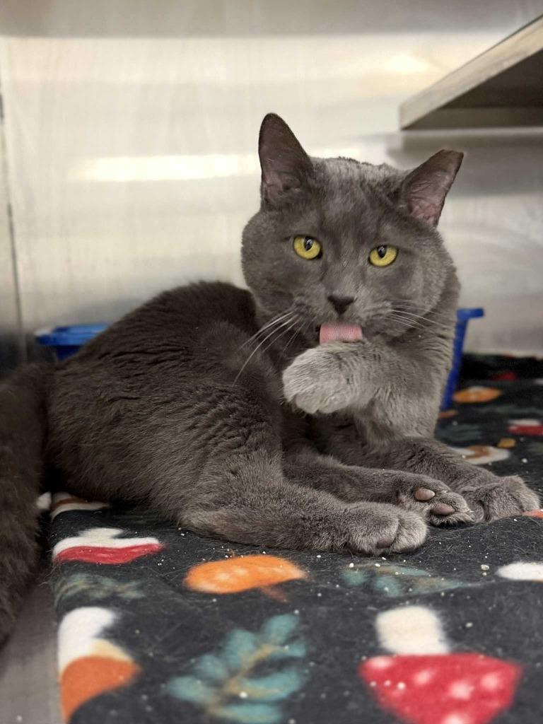 Enlarge Tonka Jaharri, a Adoptable mixed breed in New Kensington, PA image 5/6