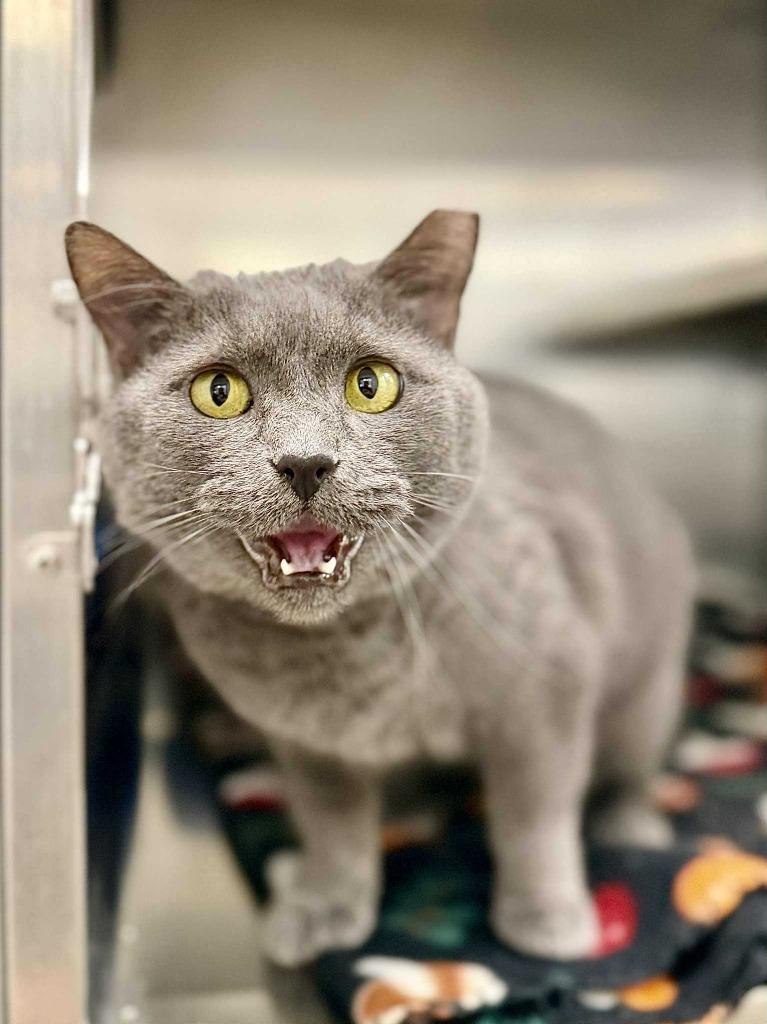 Enlarge Tonka Jaharri, a Adoptable mixed breed in New Kensington, PA image 6/6