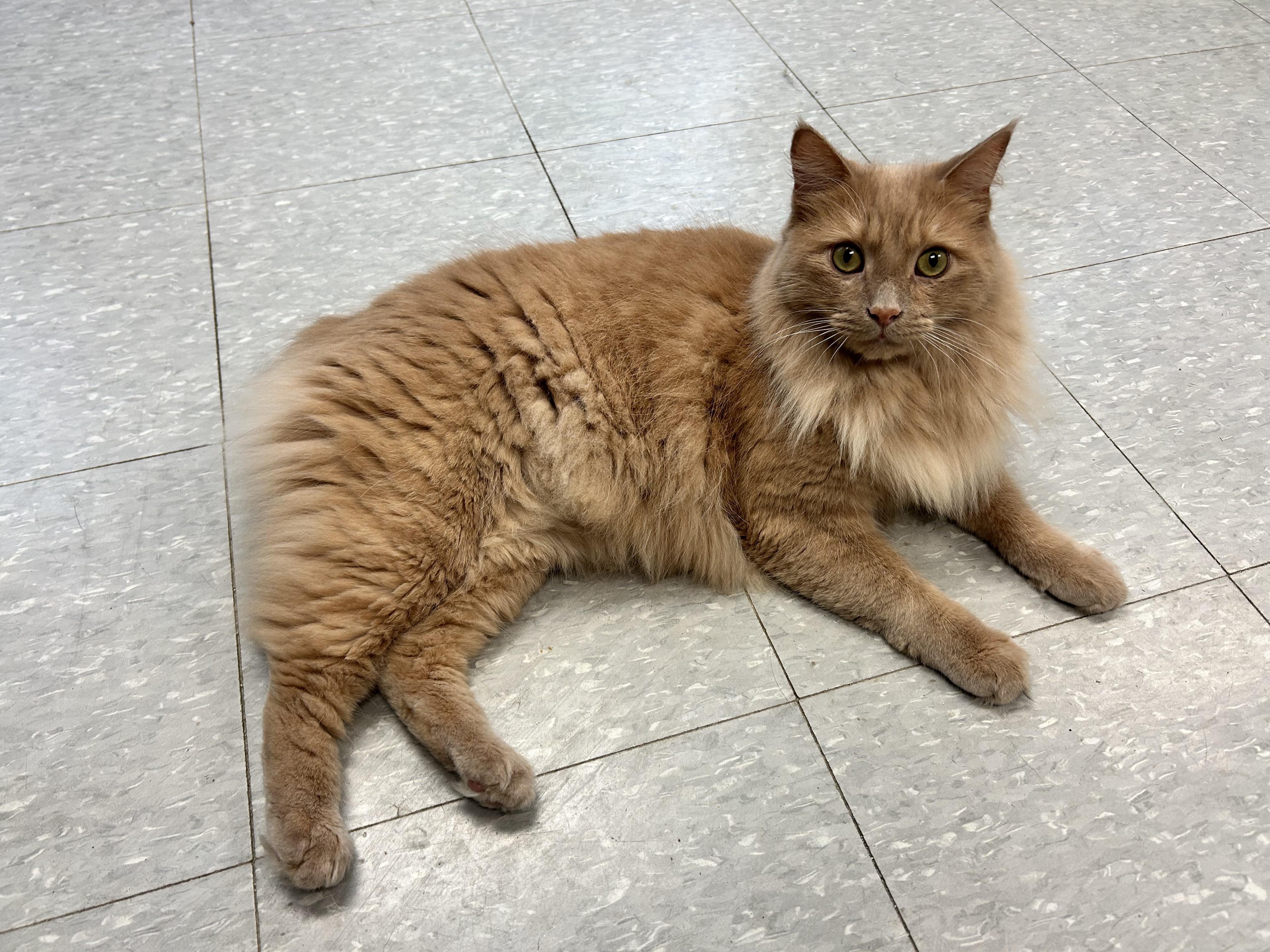 Enlarge Mitchi, a Adoptable Domestic Long Hair in Sudbury, MA image 1/1