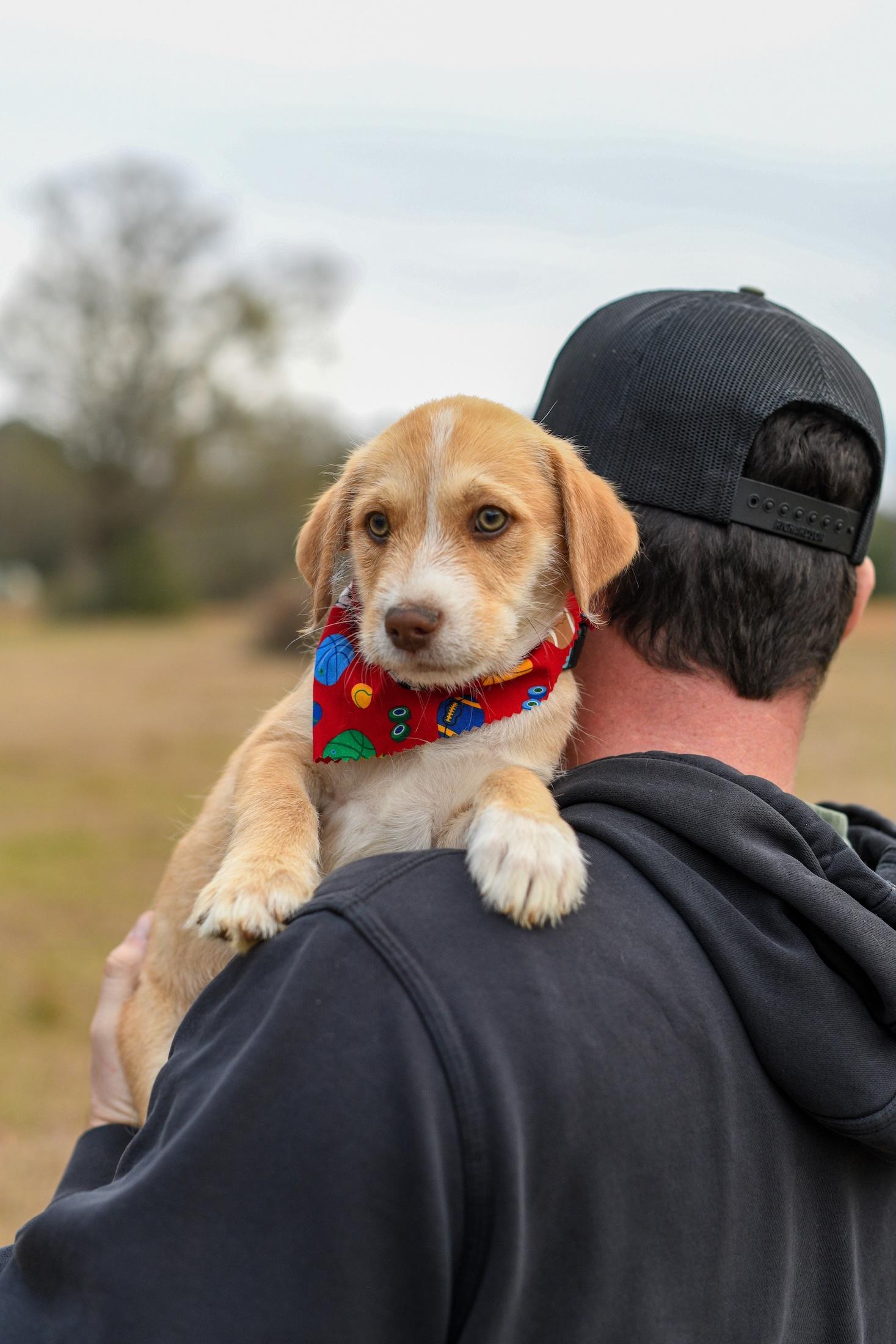 Toby , a Adoptable Mixed Breed in Argyle, NY image 3/5