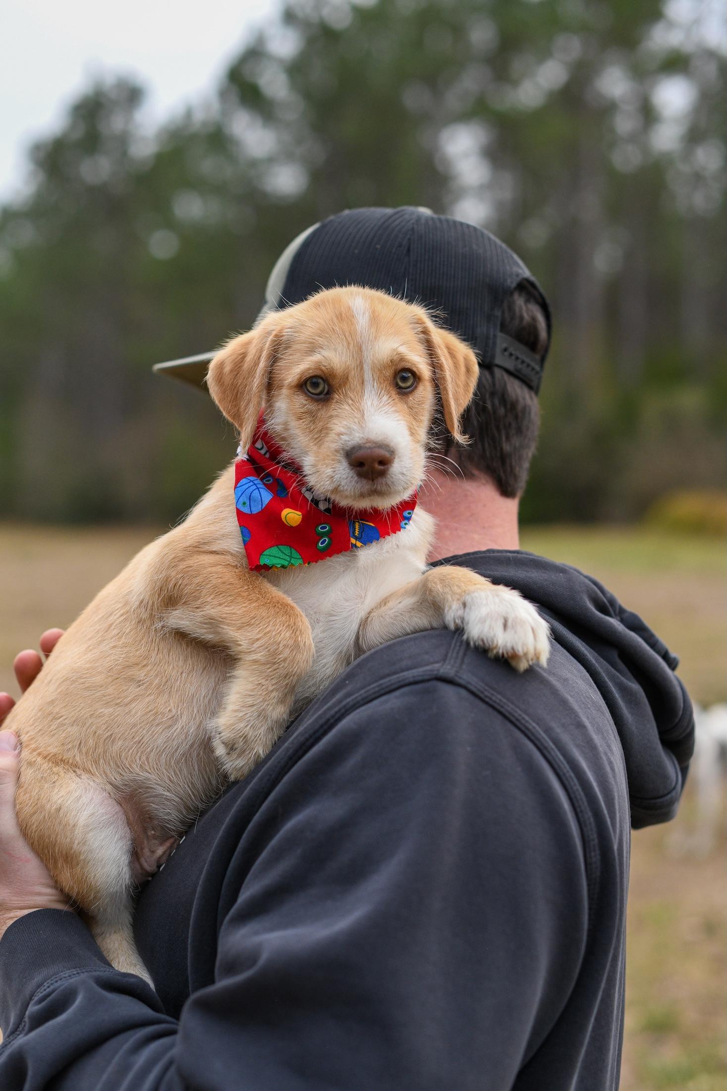 Toby , a Adoptable Mixed Breed in Argyle, NY image 1/5