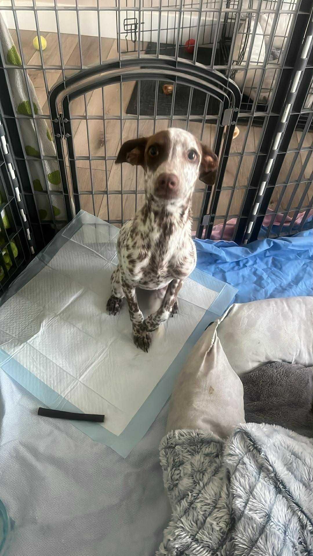 Polka Dots thumbnail 3