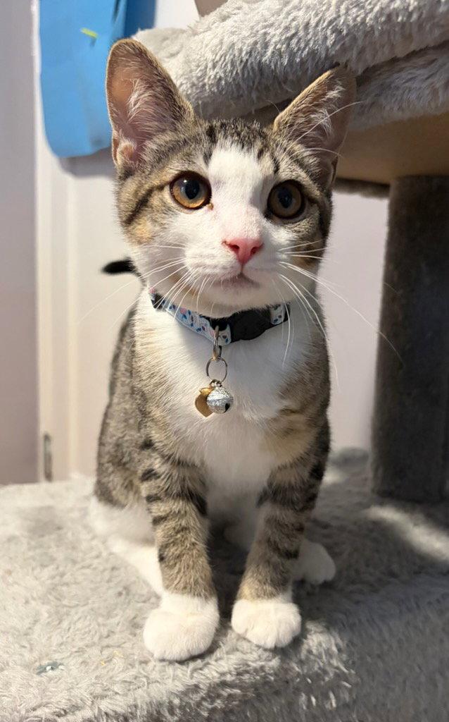 Peach, Adopted, Kitten Female Domestic Short Hair.