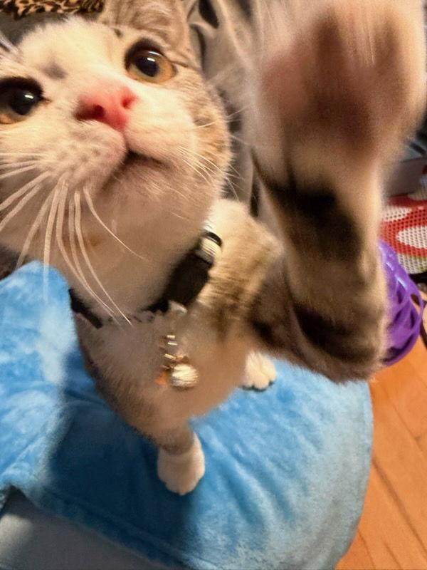 Enlarge Peach, a Adopted Domestic Short Hair in Rootstown, OH image 2/3