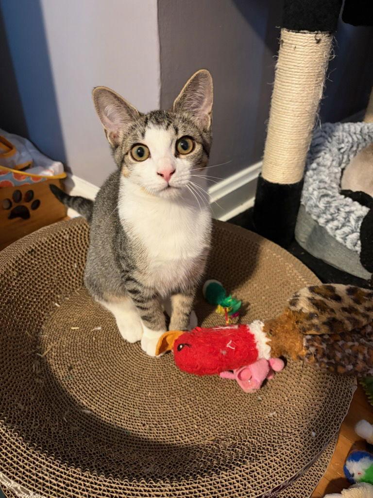 Enlarge Peach, a Adopted Domestic Short Hair in Rootstown, OH image 3/3