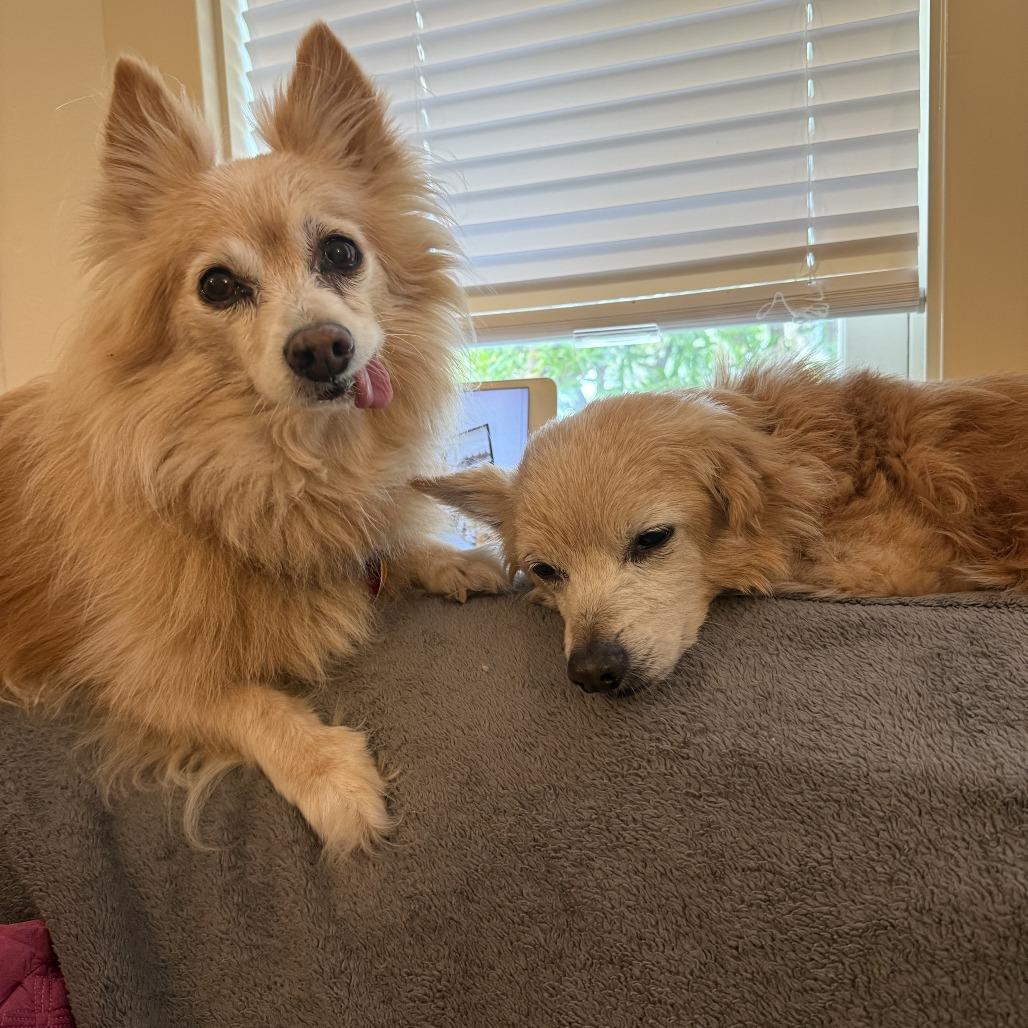 Squashy Nice 13449, Adoptable, Senior Male Pomeranian & Spaniel.