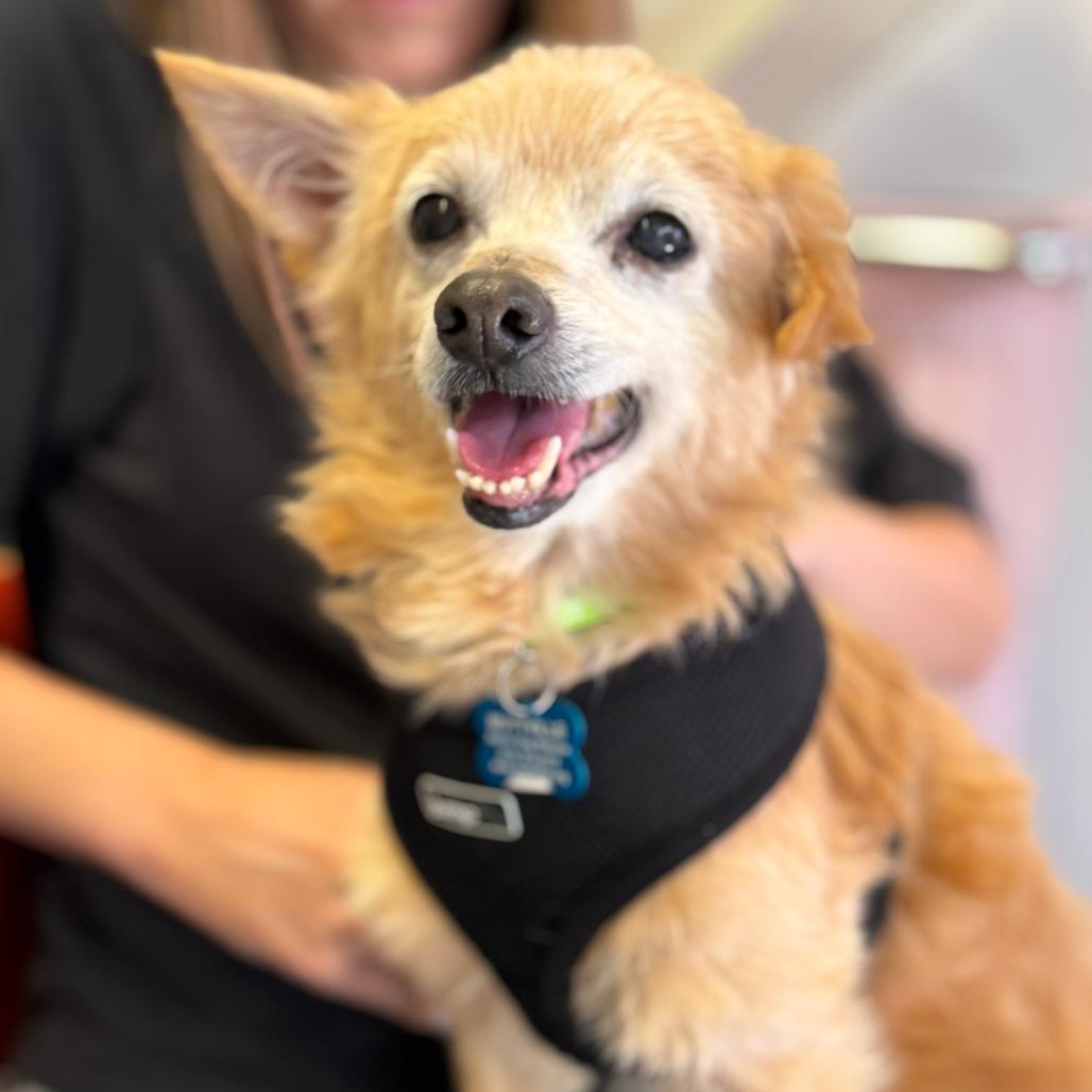 Enlarge Squashy Nice 13449, a Adoptable mixed breed in San Francisco, CA image 2/6